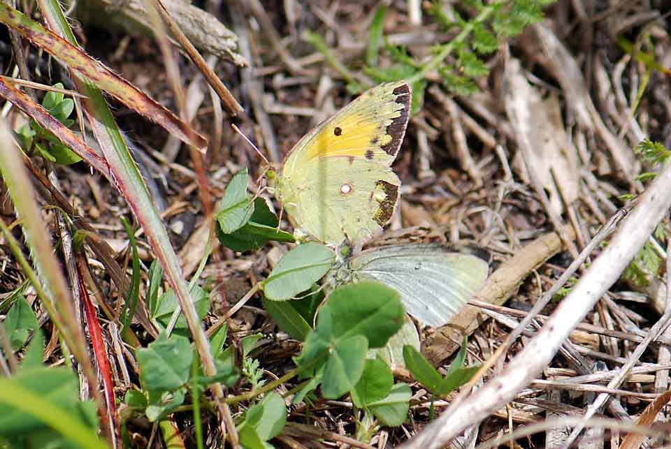 Colias phicomone ?